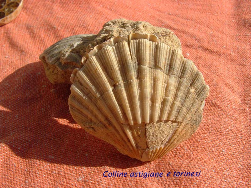 Fossili